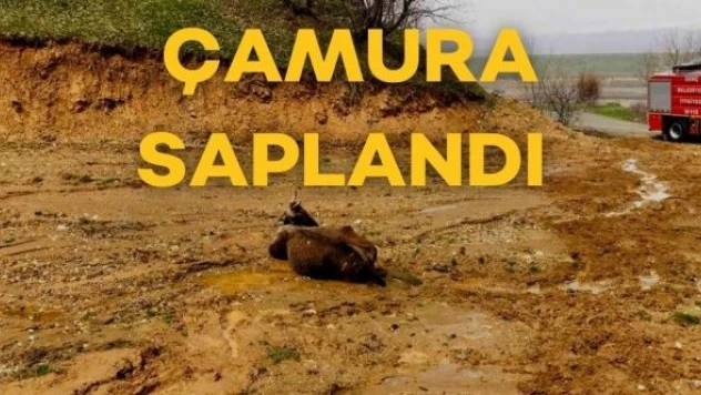 Bingöl'de çamura saplanan inek böyle kurtarıldı