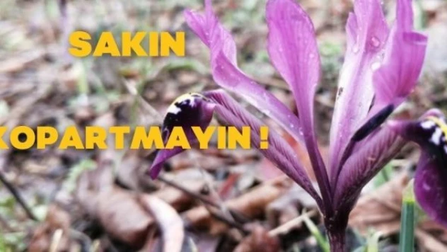 Bu bitkiyi kopartmanın cezası 109 bin lira!