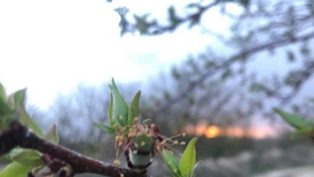 Bu yıl kayısıyı pahalı yiyeceğiz