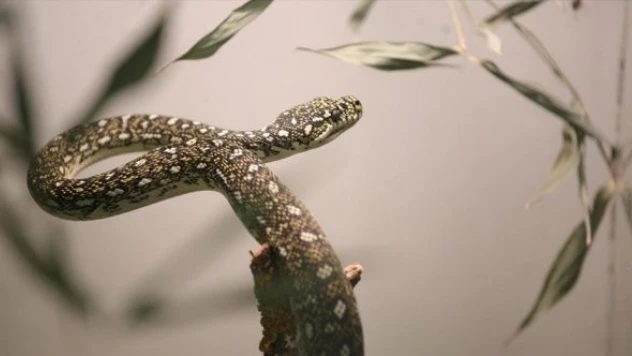 5 sürüngenden 1'i yok oluyor!