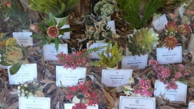 Cape Flora Krallığı'nı duydunuz mu ?