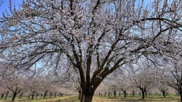 Elazığ'da kayısı ağaçlarını zirai don vurdu