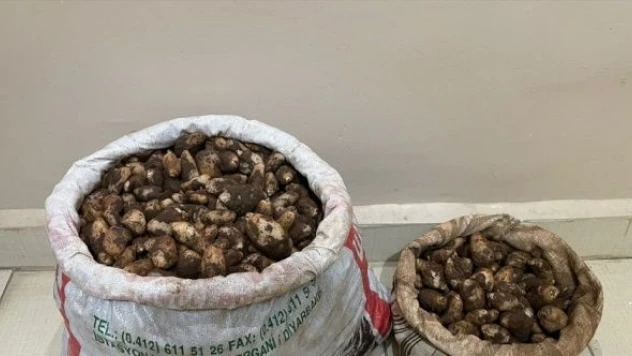 Elazığ'da kaçak salep soğanı operasyonu!