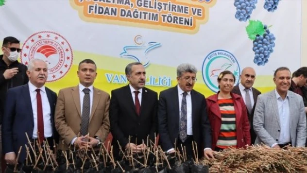 Erciş'te ücretsiz üzüm fidesi dağıtıldı