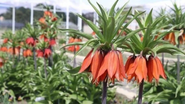 Erzincan'ın 'ağlayan gelin'i tescil yolunda