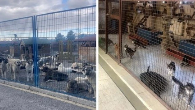 Erzurum'daki hayvan barınağında neler oluyor? İşte o iddialar ...