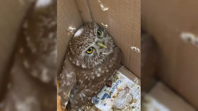 Vatandaşlar bitkin kukumav kuşunu kaderine terk etmedi