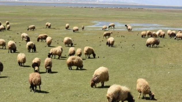 Hakkari'de hayvanlar yeşeren meralara akın etti