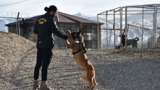 Hakkari'de narkotik dedektör köpekler polisin en büyük destekçisi