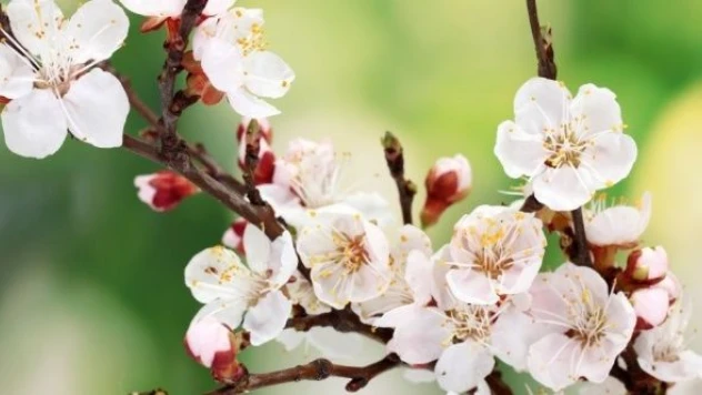 Kars'ın kayısı bahçeleri çiçeklendi