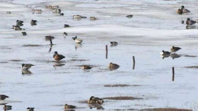 Kars'ta göçmen kuşlar göletlere akın etti!