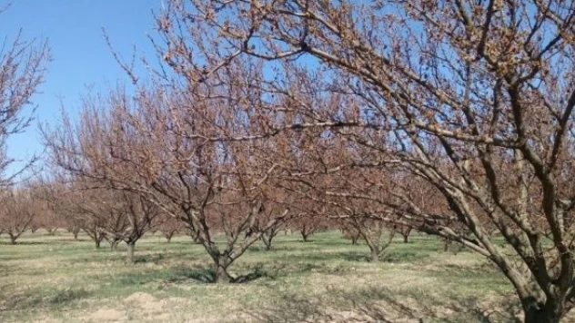 Kars için zirai don uyarısı!