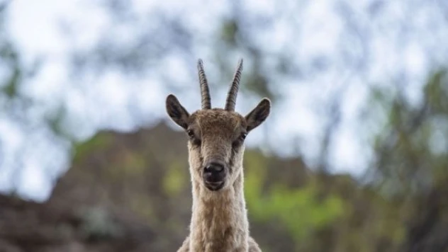 Koruma altında olan yaban keçileri Munzur Vadisi'nde görüntülendi