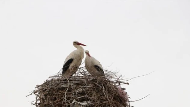 Erzurum'da tandır bacasına leylek kilidi!