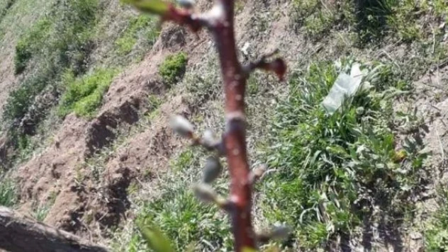 Malatya'da kayısı ağaçlarında hasar tespiti yapılacak