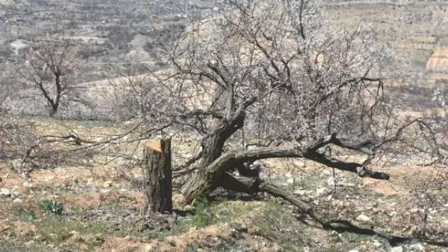 Malatya'da vahşet: faillerin kimliği belirlenemedi