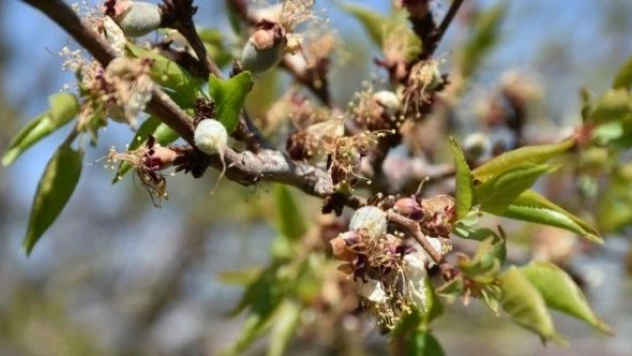 Malatya'da zirai don kayısı bahçelerini vurdu!
