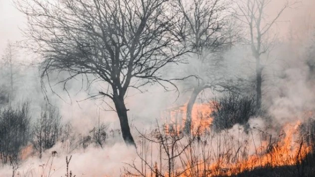 Orman yangını bilançosu ağır: kızılçamlar yok oldu
