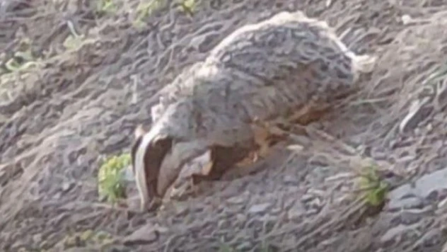 Tunceli'de kırmızı listede yer alan Porsuk  görüntülendi