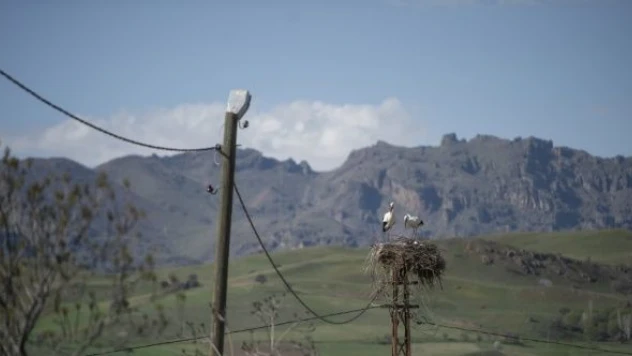 Yolu gözlenen leylekler yuvalarına yerleşti
