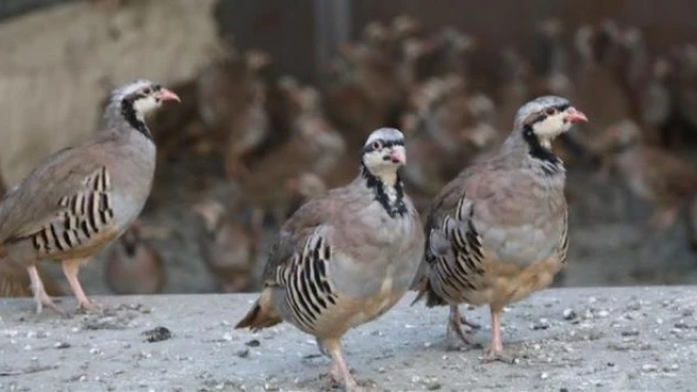 Van'da  kınalı keklik operasyonu!