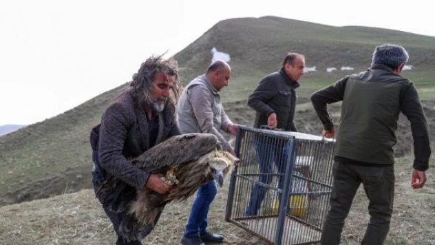 Van'da yaralı yabani hayvana yetkililer sahip çıktı
