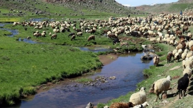 Ağrı'nın Sinek Yaylası binlerce küçükbaş hayvanla şenlendi