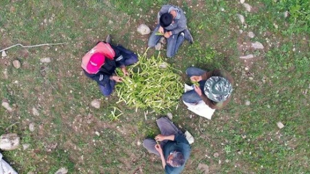 Ağrılıların heliz otu mesaisi başladı