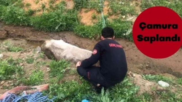 Bingöl'de çamura saplanan inek böyle kurtarıldı