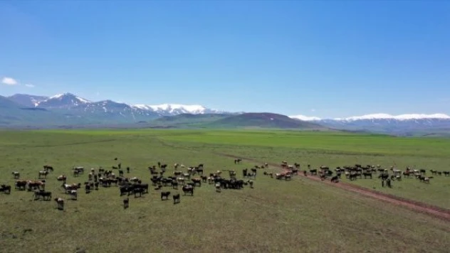 Ağrı'da çobanların hayvanları otlatma mesaisi başladı