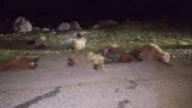 Elazığ'da 30 koyun ve 10 keçi telef oldu