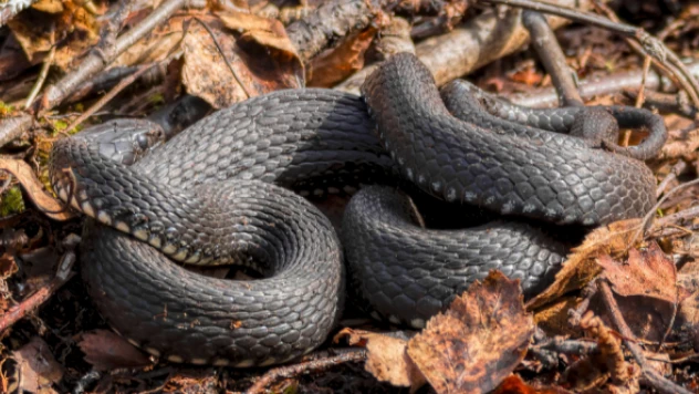 Elazığ'da 3 metrelik yılan çoban tarafından görüntülendi