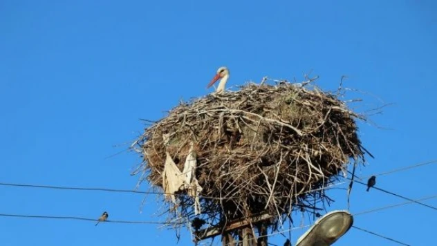 Erzincan'da leylekler 18 yıldır aynı yere yuva kuruyor