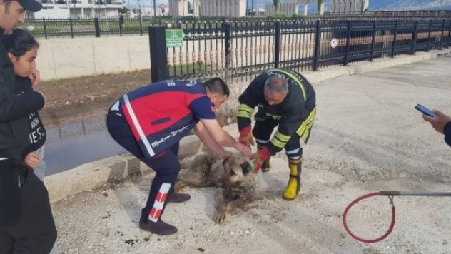 Kahraman itfaiyeciler dereye düşen köpeği böyle kurtardı