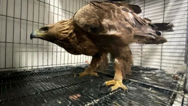 Erzurum'da yaralı  halde kaya kartalı bulundu