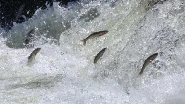 Göç yolcuğundaki inci kefalleri üst düzey korunuyor!