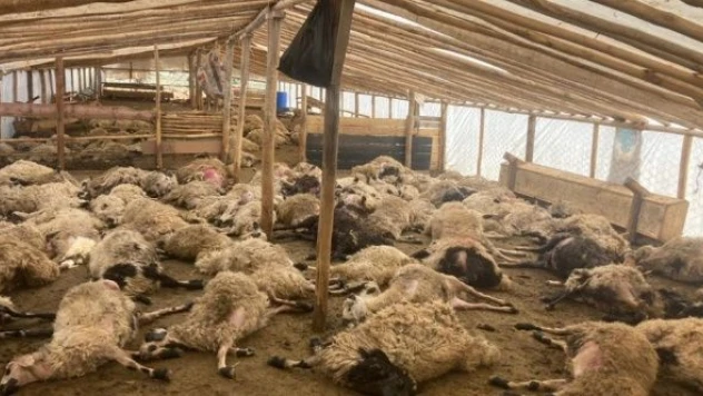 Malatya'da kurt dehşeti!