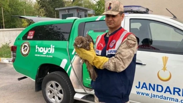 Malatya'da yaralı halde kızıl şahin bulundu!