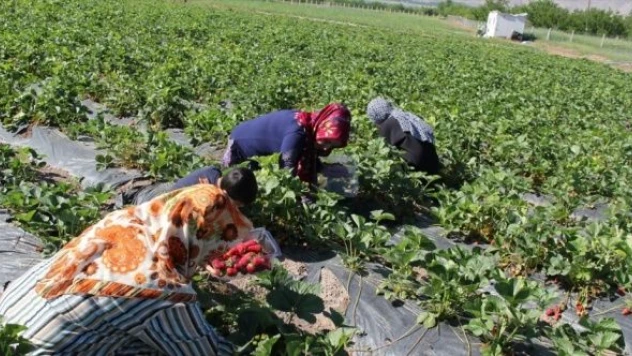 Malatya'da kooperatifleşerek çilek yetiştiren kadınların hedefi yurt dışına açılmak