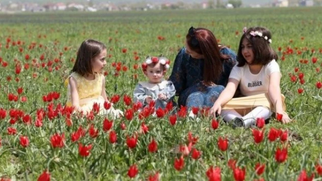 Muş lalesi, Muş Ovası'nı süsledi