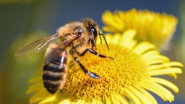 Ödül: &quotArı varsa, hayat vardır&quot