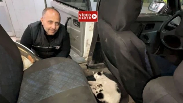 Oto elektrikçisi servisini anne kedilere tahsis etti