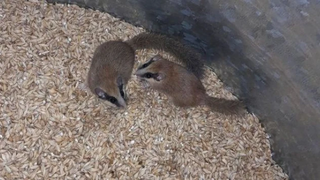 Tunceli'de 'ağaç yediuyurları' ortaya çıktı!