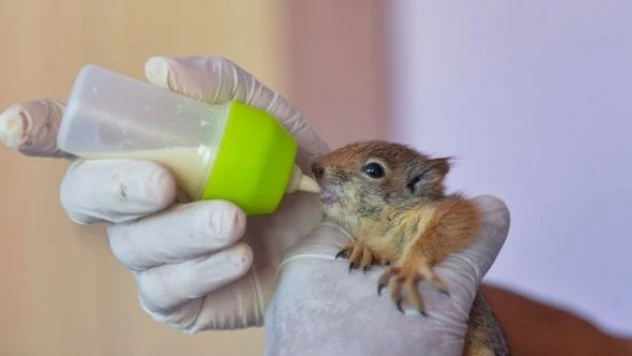 Tunceli'de anneleri ölen yavru sincaplar biberonla besleniyor