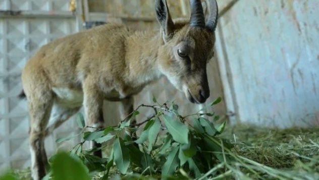 Tunceli'de köylüler hasta yaban keçisini kucaklarında taşıdı
