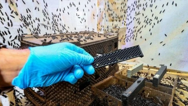 Türk bilim insanı 'sinekten' kozmetik hammaddesi üretti