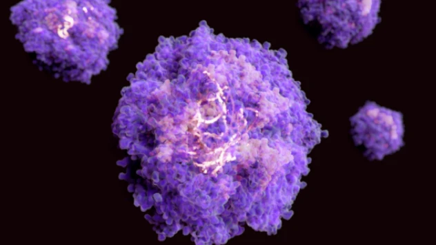 Türk Tabipleri Birliği: &quotMaymun çiçeği, virüslü materyalden insana bulaşabilir&quot