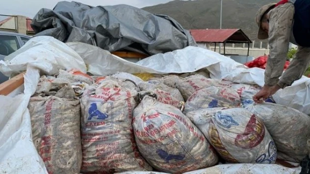 Van'da inci kefali operasyonu!