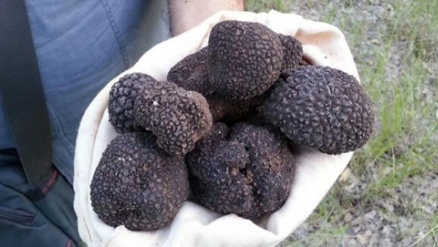 Van'da trüf mantarı operasyonu!