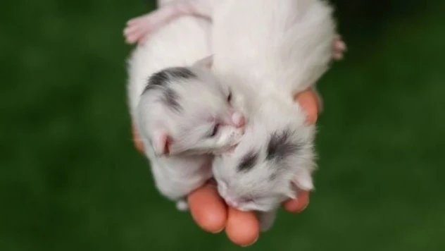 Van kedilerinin kafalarındaki 'mühür' ün sırrı çözüldü!
